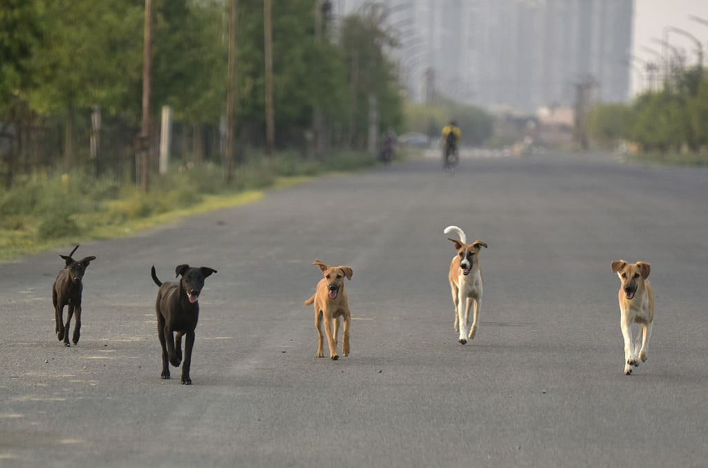 नोएडा की सोसाइटी में कुत्तों का आतंक जारी, 7 महीने के मासूम को बुरी तरह से नोचा, हुई मौत