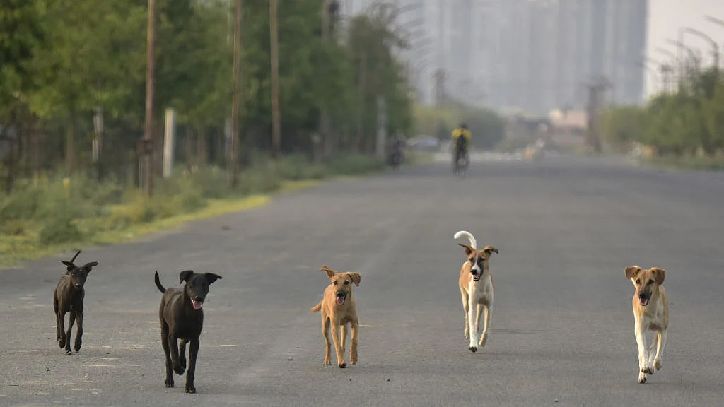 फोटो: Getty Images