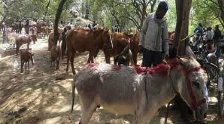 मध्य प्रदेश के चित्रकूट में लगा गधों का अनोखा मेला, सलमान और शाहरुख नाम के खच्चर भी बिकने पहुंचे