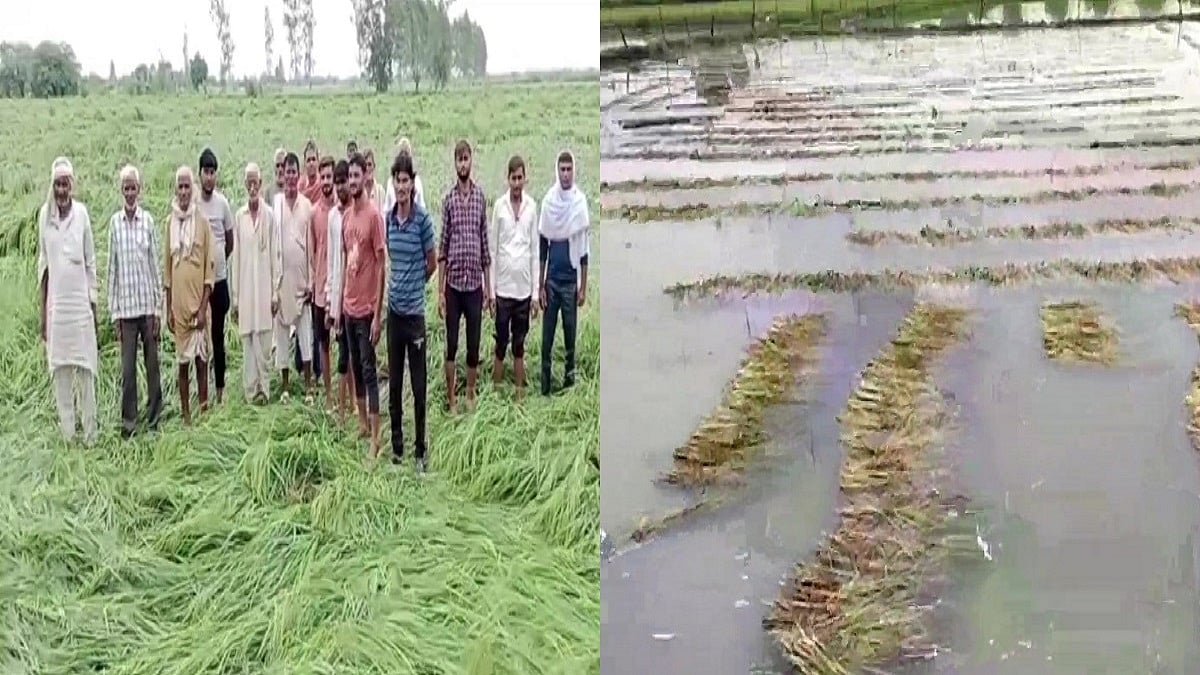 UP: 'बेमौसम बारिश से किसानों को हुआ 100 करोड़ का नुकसान', अन्नदाता की मांग, दोबारा सर्वे कराए योगी सरकार