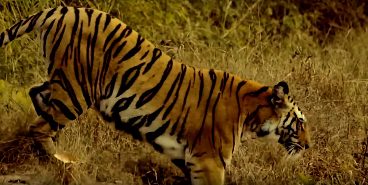 बिहार के बगहा में आदमखोर बाघ से सावधान! मां और बेटे को बनाया निशाना, अब तक इतने लोगों का किया शिकार