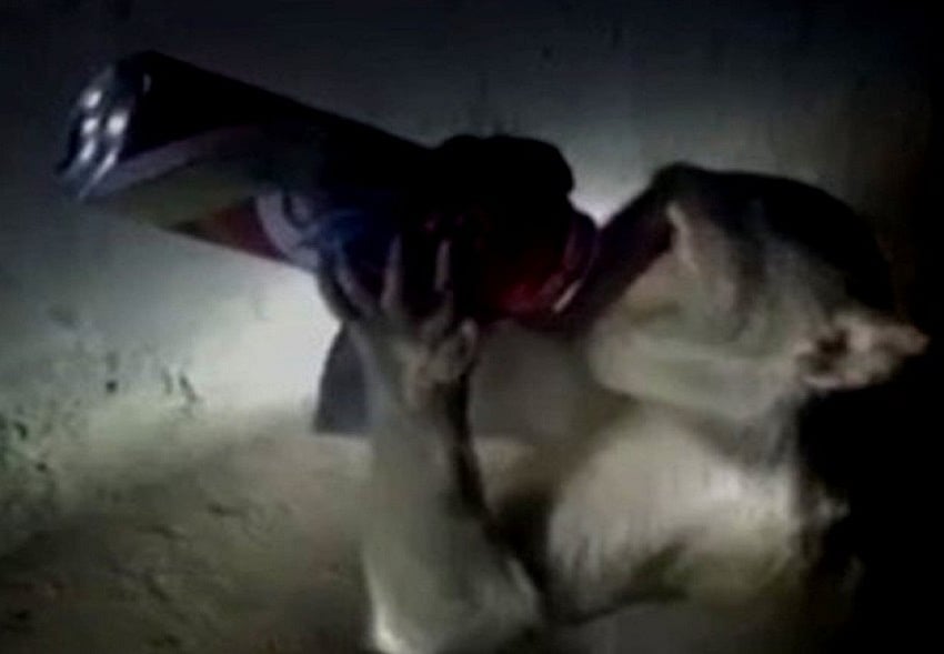 यूपी के रायबरेली में शराबियों के लिए आतंक बना नशेड़ी बंदर, विक्रेताओं के नाक में भी किया दम