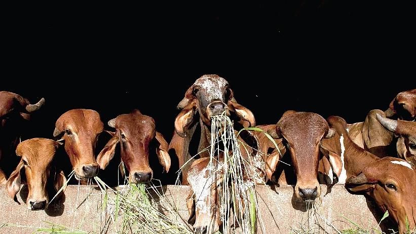 प्रतीकात्मक फोटो
