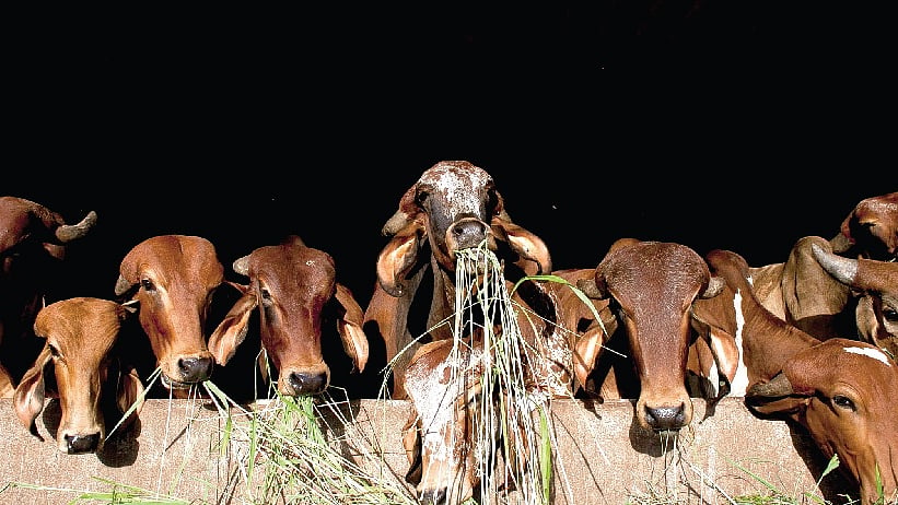 प्रतीकात्मक फोटो