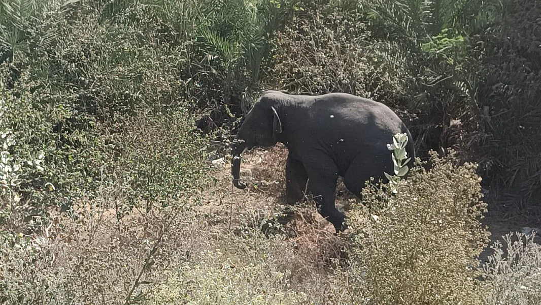 झारखंड के हजारीबाग शहर में घुसे जंगली हाथी ने मचाया उत्पात