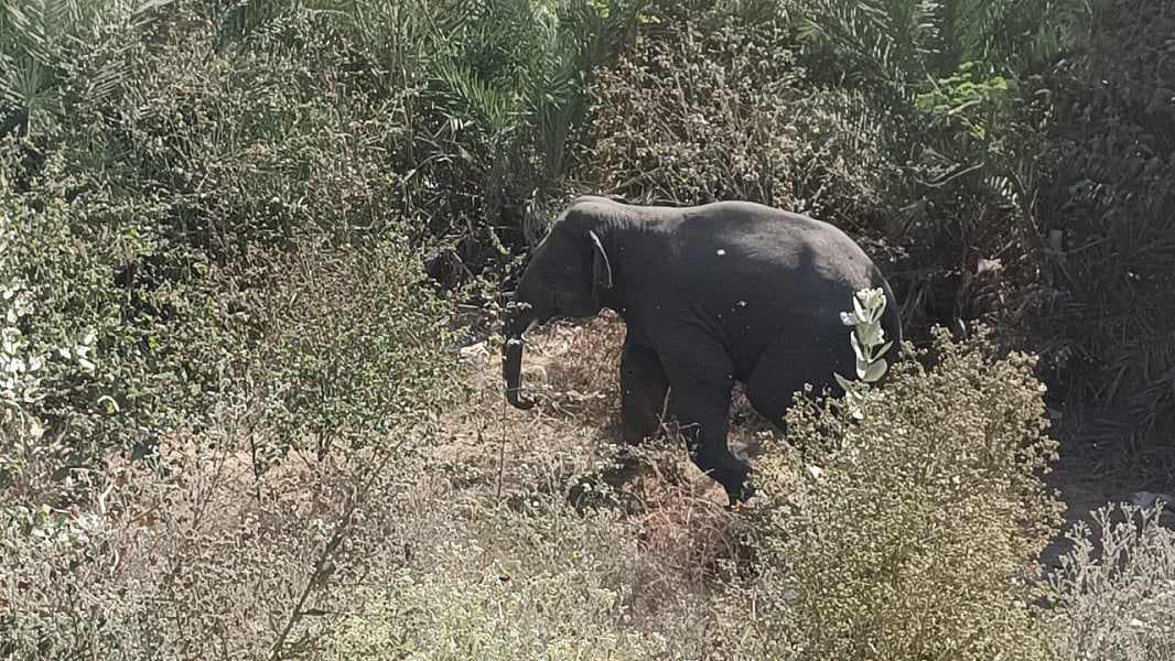 झारखंड के हजारीबाग शहर में घुसे जंगली हाथी ने मचाया उत्पात