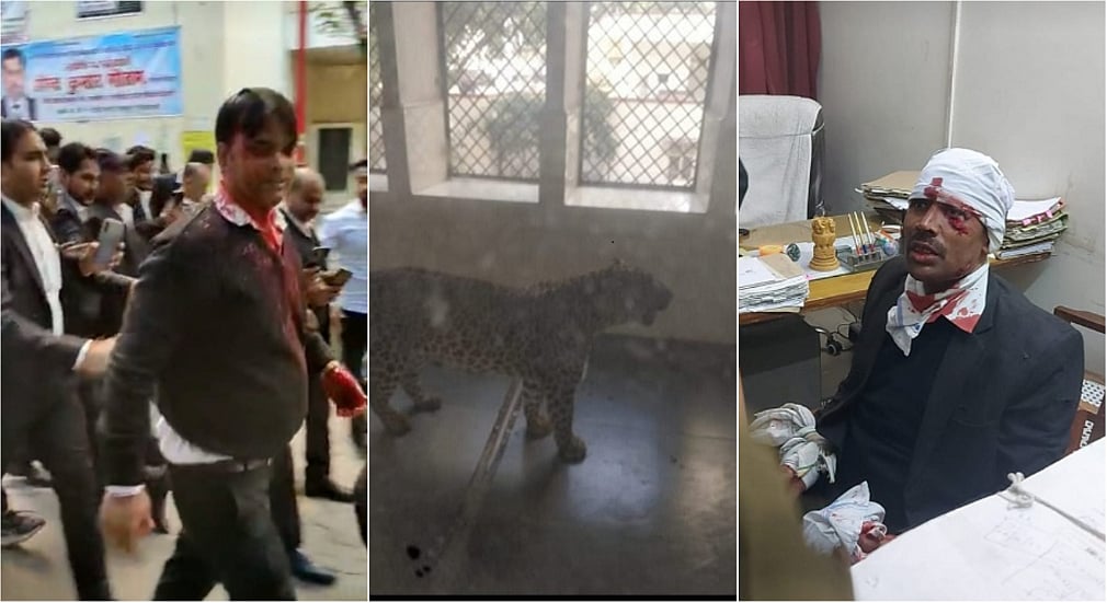गाजियाबाद कोर्ट में घुसा तेंदुआ, वकीलों पर मारा झपट्टा, 3 लोग घायल, रेस्क्यू में जुटा वन विभाग