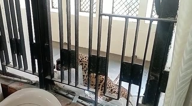 गाजियाबाद कोर्ट में घुसा तेंदुआ, वकीलों पर मारा झपट्टा, 3 लोग घायल, रेस्क्यू में जुटा वन विभाग