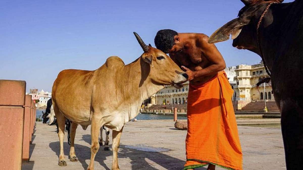 14 फरवरी को नहीं मनाया जाएगा ‘काउ हग डे’, पशु कल्याण बोर्ड ने फैसला वापस लेने का दिया आदेश