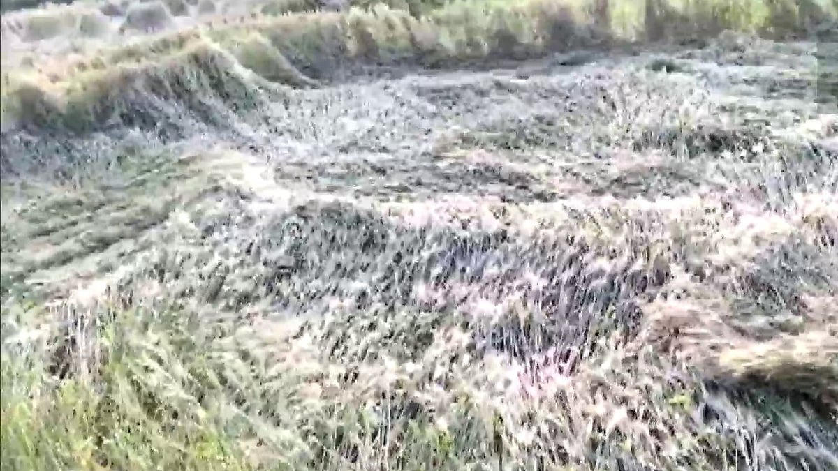 फोटो: सोशल मीडिया