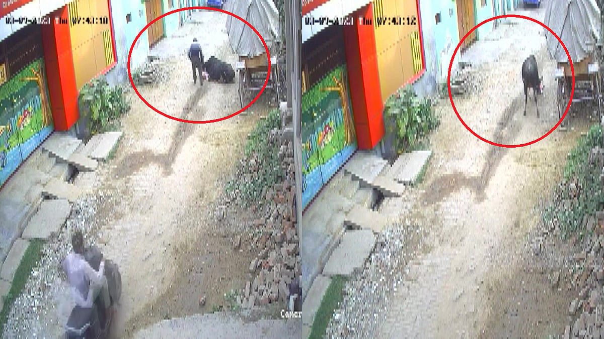 UP: योगीराज में आवारा जानवरों का आतंक जारी, अलीगढ़ में ढाई साल के मासूम को सांड ने रौंदा, PM मोदी के वादे का क्या हुआ?