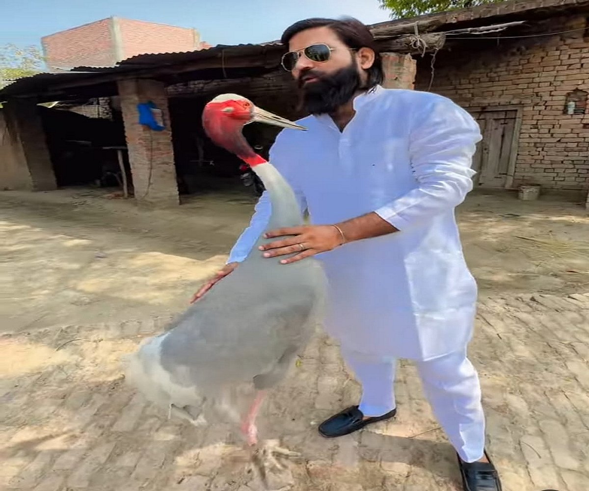 उत्तर प्रदेश: सियासी दांव-पेंच में फंसा आरिफ का सारस अब कहां और कैसा है, जानते हैं आप?