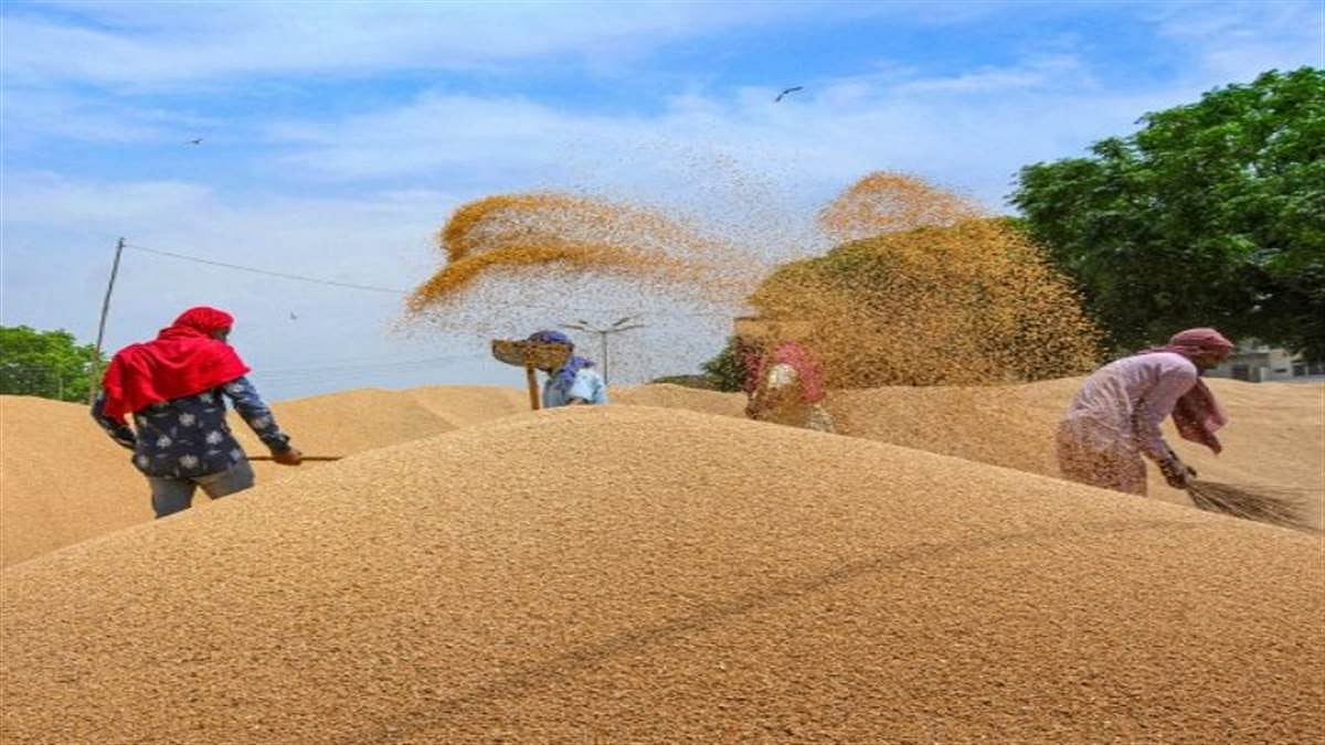 यूपी के किसान ध्यान दें, बारिश से खराब हो गई है गेहूं की फसल तो परेशान न हों! सरकार ने दिया खास निर्देश