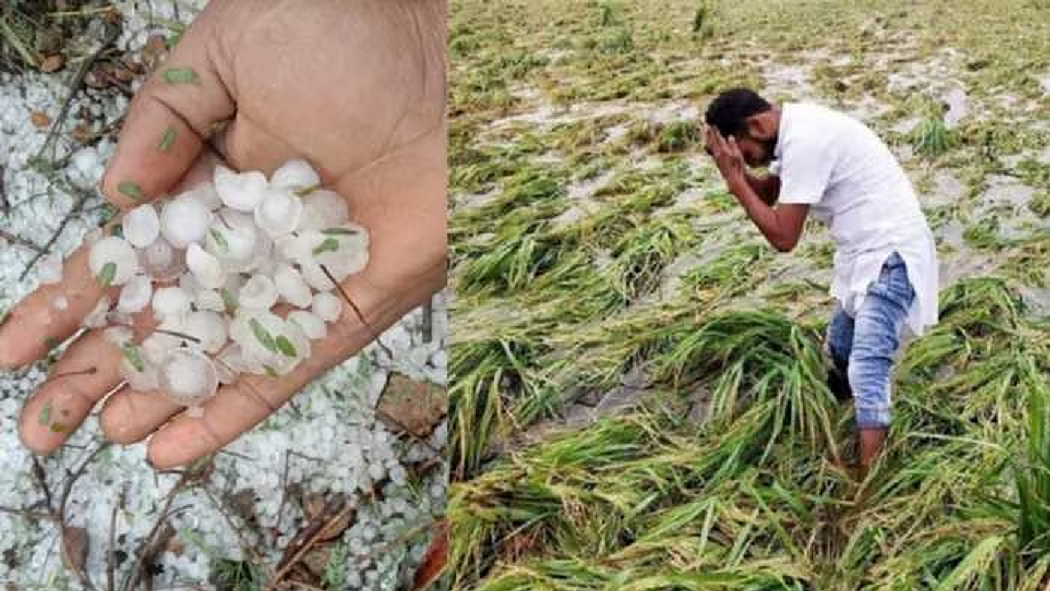 फोटो: सोशल मीडिया 
