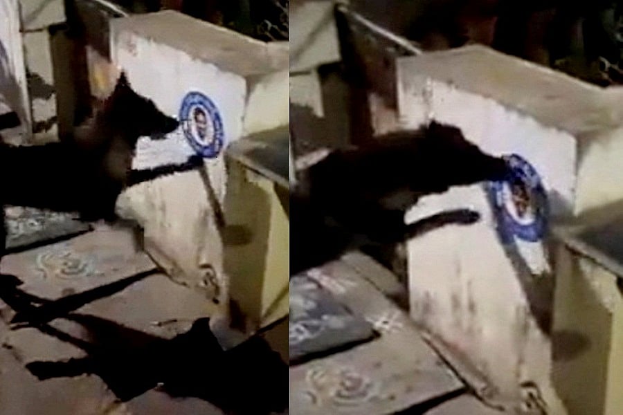आंध्र प्रदेश में सीएम का पोस्टर फाड़ने पर कुत्ते के खिलाफ शिकायत, पुलिस से गिरफ्तार करने की मांग