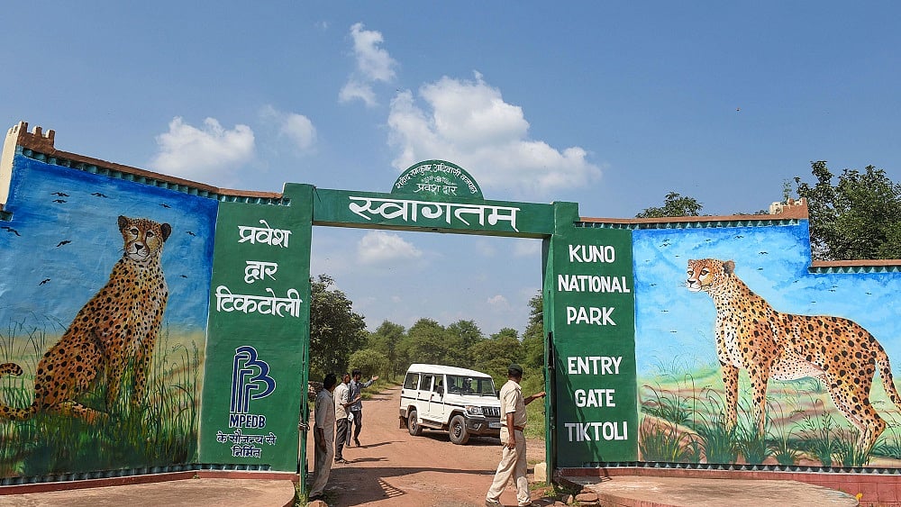 कूनो पार्क में 6 चीतों की मौत के बाद अब सरकार अफसरों-कर्मचारियों को प्रशिक्षण के लिए नामीबिया भेजेगी