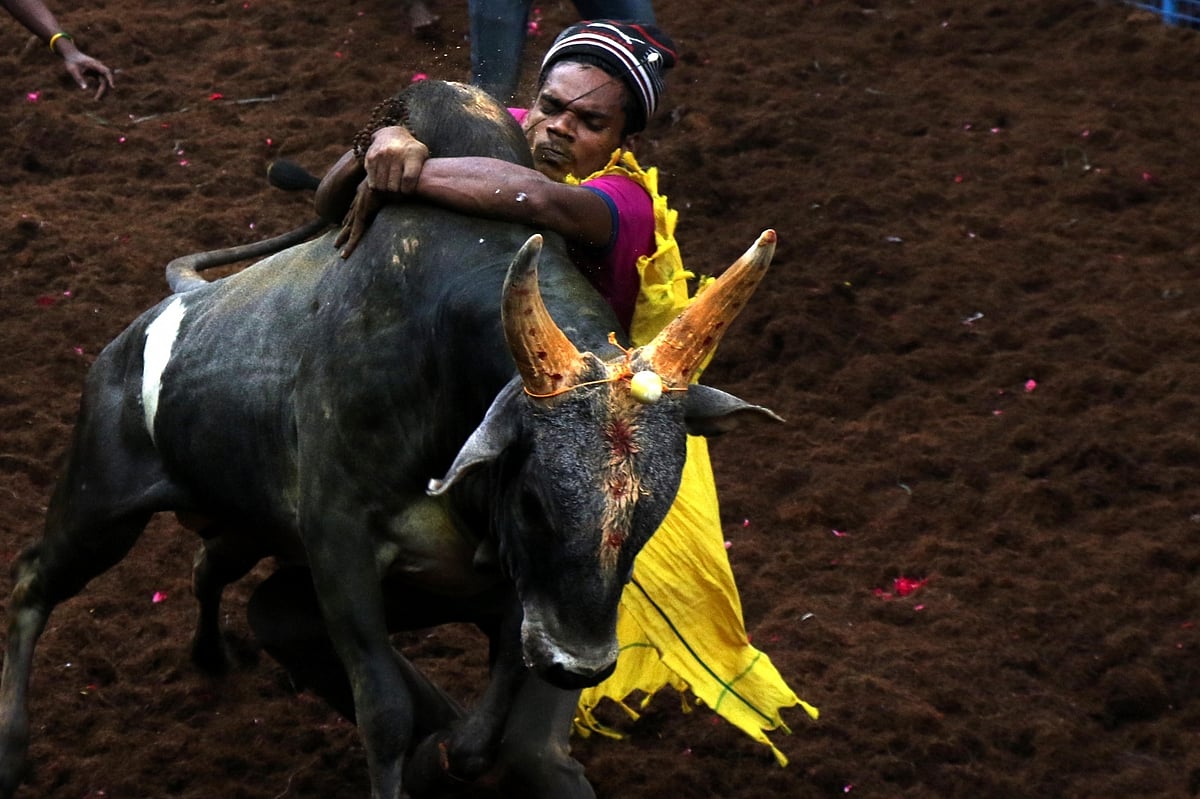 सुप्रीम कोर्ट ने तमिलनाडु के जल्लीकट्टू को दी इजाजत, जानिए क्या था विवाद और क्या है यह प्रथा