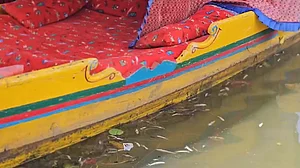 श्रीनगर के डल झील में अचानक सैकड़ों मछलियों की मौत, विशेषज्ञों ने प्रदूषण को लेकर जताई चिंता