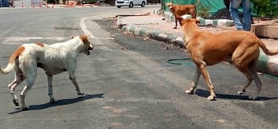 यूपी: केजीएमयू कैंपस में कुत्तों का आतंक, दो डॉक्टरों समेत पांच पर किया हमला, दहशत में मरीज और परिजन
