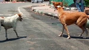 यूपी: केजीएमयू कैंपस में कुत्तों का आतंक, दो डॉक्टरों समेत पांच पर किया हमला, दहशत में मरीज और परिजन