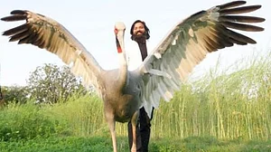 यूपी: आरिफ के सारस को जंगल में रहने के लिए किया जा रहा प्रशिक्षित, अब खा रहा है कच्चा खाना