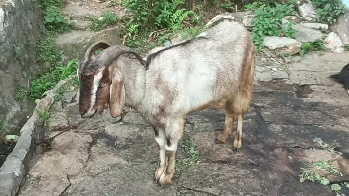 उत्तराखंड: पिथौरागढ़ में अज्ञात बीमारी का कहर, सैकड़ों भेड़ और बकरियां बीमारी की चपेट में, पशुपालक परेशान