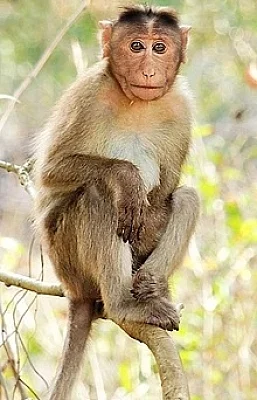 फोटो: IANS