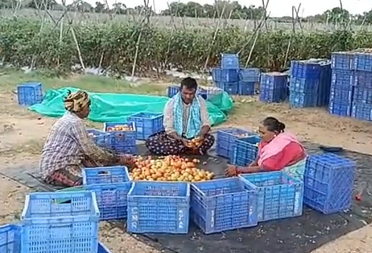 टमाटर बेचकर आंध्र प्रदेश का किसान हुआ मालामाल, 45 दिन में कमाए चार करोड़ रुपये
