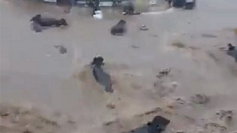 जूनागढ़ में भारी बारिश के बाद पानी में कई भैंसें बहीं