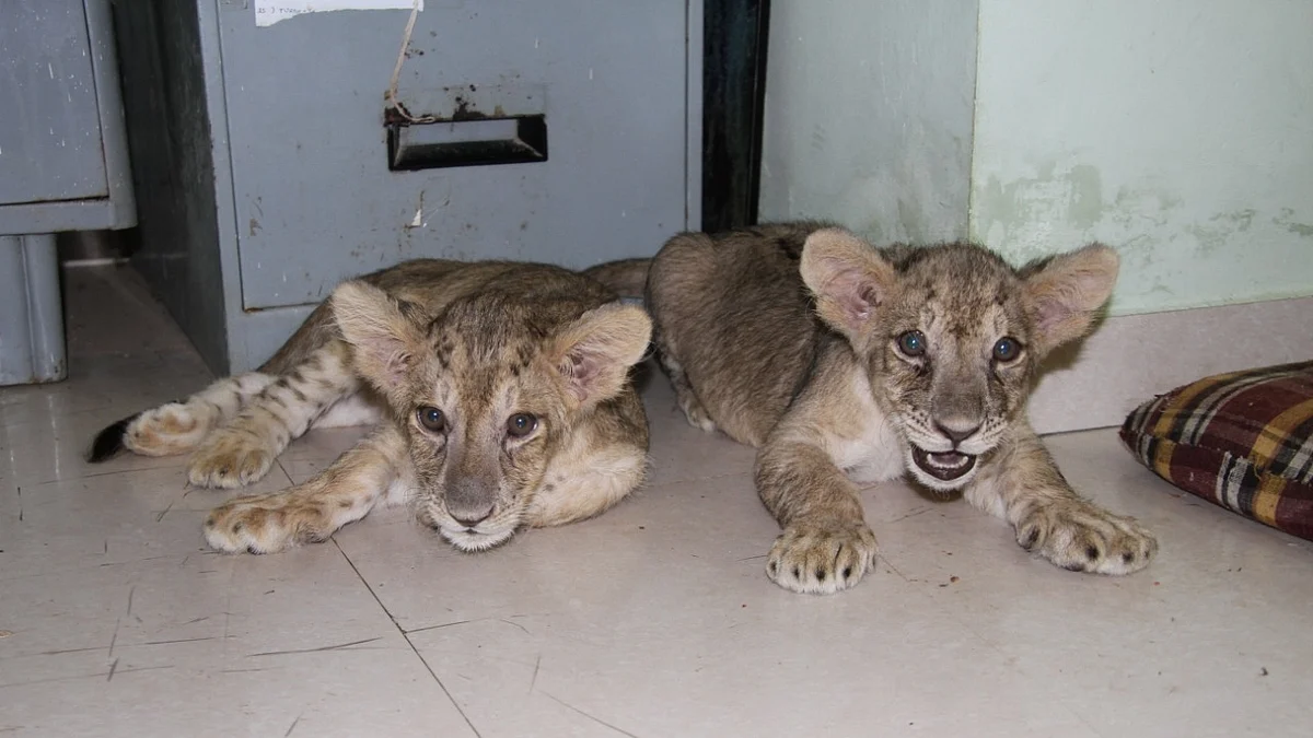 फोटो: IANS