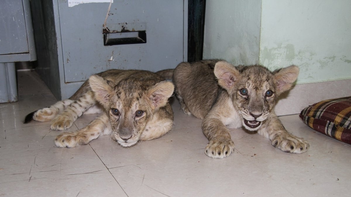 फोटो: IANS