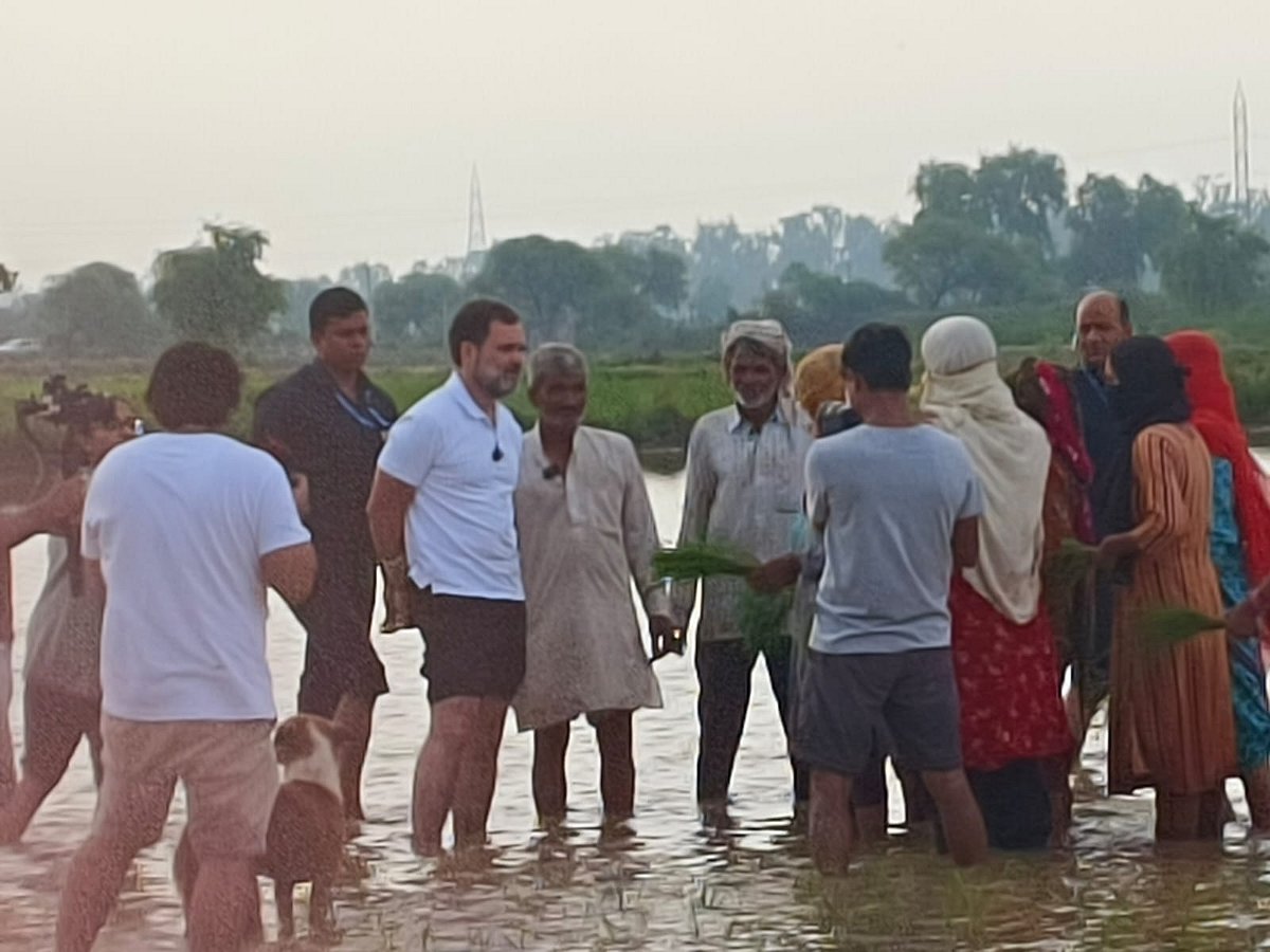 हरियाणा: राहुल गांधी अचानक पहुंचे सोनीपत, खेत में किसानों-मजदूरों से की मुलाकात, धान की रोपाई की, ट्रैक्टर भी चलाया