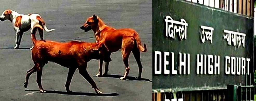 जी20 शिखर सम्मेलन के दौरान पकड़े गए आवारा कुत्तों को छोड़ने का निर्देश, MCD कुत्तों को वापस उनके क्षेत्र में छोड़ेगी