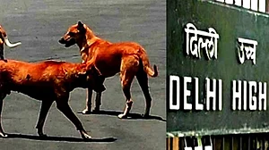 जी20 शिखर सम्मेलन के दौरान पकड़े गए आवारा कुत्तों को छोड़ने का निर्देश, MCD कुत्तों को वापस उनके क्षेत्र में छोड़ेगी