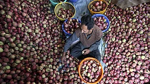 अडानी ग्रुप का भीषण आपदा में भी हिमाचल के सेब बागवानों से रेट का खेल, फूटा गुस्सा, पहली बार समूह का बायकाट