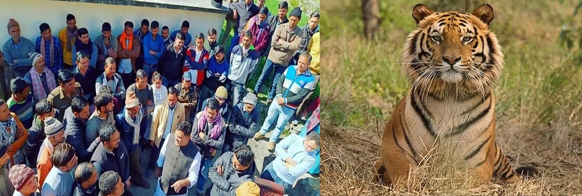 उत्तराखंड: नैनीताल के भीमताल में बाघ आदमखोर घोषित, 3 दिनों में दो लोगों को बना चुका है शिकार, दहशत में लोग