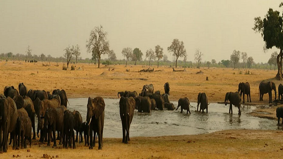 जिम्बाब्वे में अल नीनो के कारण भयंकर सूखे का कहर, अब तक 100 हाथियों की मौत