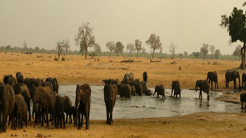 जिम्बाब्वे में अल नीनो के कारण भयंकर सूखे का कहर, अब तक 100 हाथियों की मौत