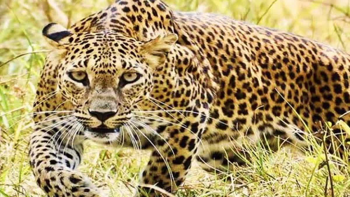 उत्तराखंड के देहरादून में बाघ और गुलदार का आतंक, वन विभाग ने तैनात किए 40 बंदूकधारी जवान, तलाश जारी