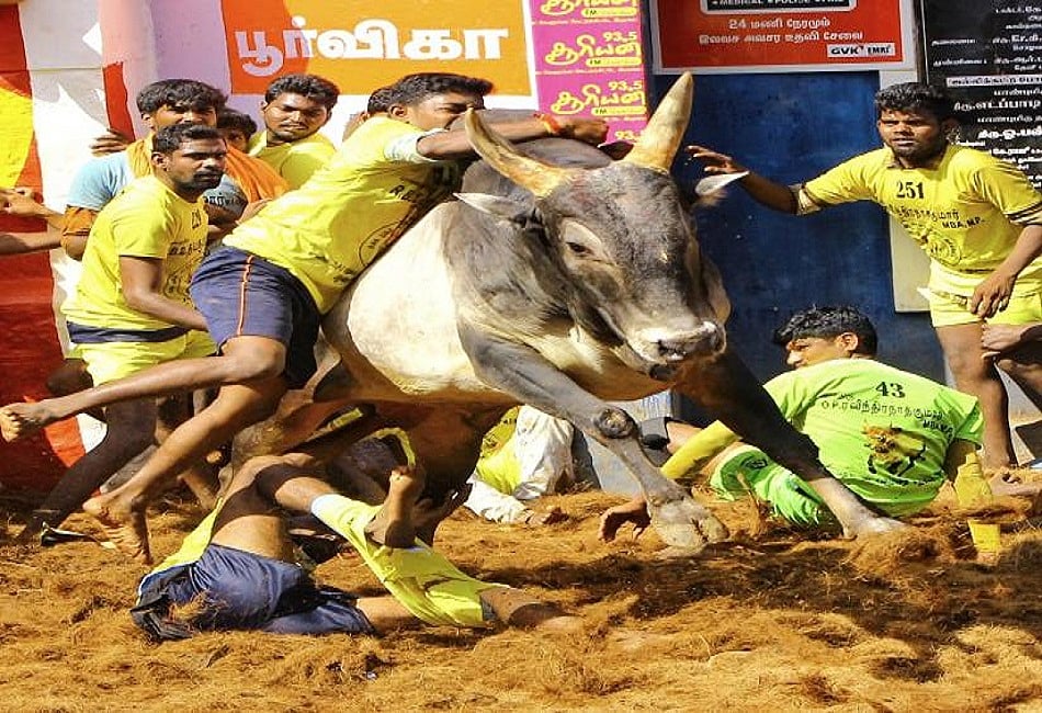 तमिलनाडु में जानलेवा बनी जल्लीकट्टू की परंपरा, सांड ने दो लोगों को कुचलकर मार डाला