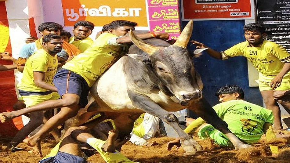तमिलनाडु में जल्लीकट्टू के दौरान सांड ने दो लोगों को कुचलकर मार डाला
