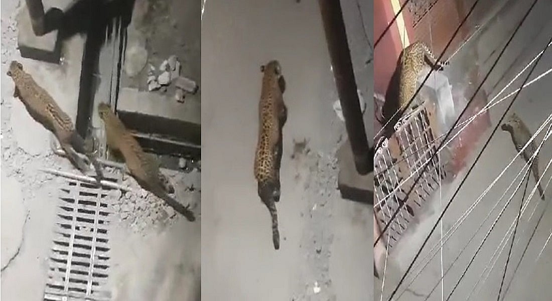 उत्तराखंड के देहरादून में अब एक साथ दिखे तीन गुलदार, लोगों में दहशत का माहौल, प्रशासन के हाथ अब भी खाली