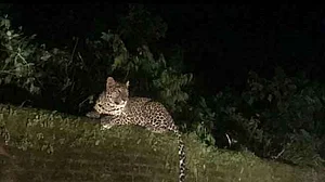 उत्तराखंडः श्रीनगर में गुलदार के आतंक से नाइट कर्फ्यू, लोगों में दहशत, शाम होते ही घरों में कैद हो रहे लोग