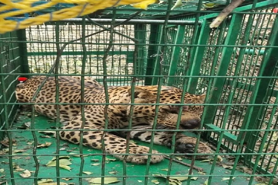 उत्तराखंड के देहरादून में पकड़ा गया आदमखोर तेंदुआ, दो बच्चों को उतार चुका था मौत के घाट