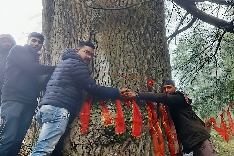 उत्तराखंड में देवदार का मामला सोशल मीडिया पर कर रहा ट्रेंड, पेड़ों के लाल निशान हो गए काले, जानें क्यों 