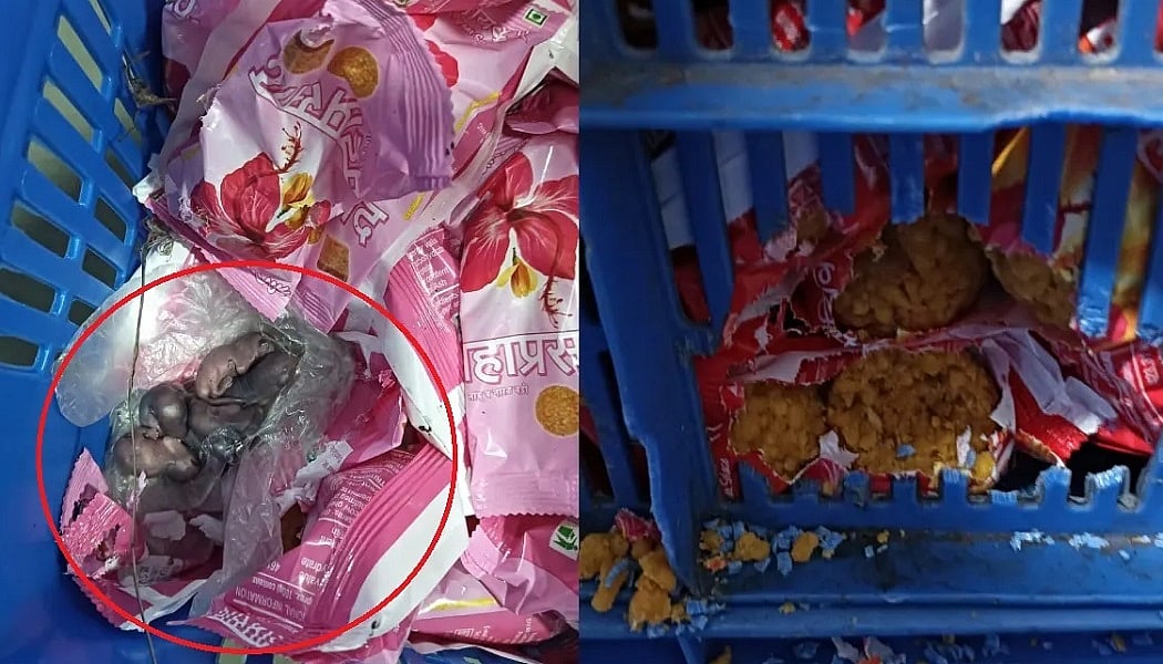 तिरूपति के बाद सिद्धिविनायक मंदिर के प्रसाद को लेकर मचा बवाल, भक्तों को मिले चूहे के बच्चे 