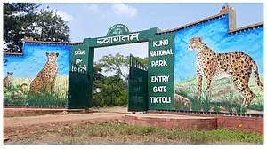 मध्य प्रदेश: कूनो में दो चीता शावकों के क्षत-विक्षत शव मिले, 5 दिन पहले निर्वा ने दिया था जन्म
