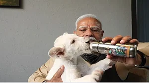 पीएम मोदी शावक के साथ खिंचवा रहे फोटो, गुजरात में दो साल में 286 शेरों और 456 तेंदुओं की हो गई मौत