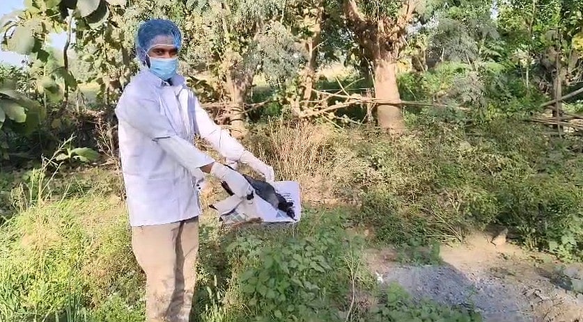 बिहार के भोजपुर में फैला बर्ड फ्लू? 20 कौओं की रहस्यमयी मौत से मचा हड़कंप