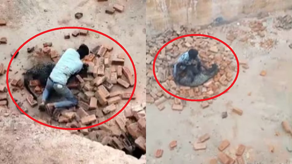 UP: किया हमला तो युवक ने दबोच ली तेंदुए की गर्दन, फिर दोनों के बीच हुआ मुकाबला! सामने आया वीडियो, देखें 